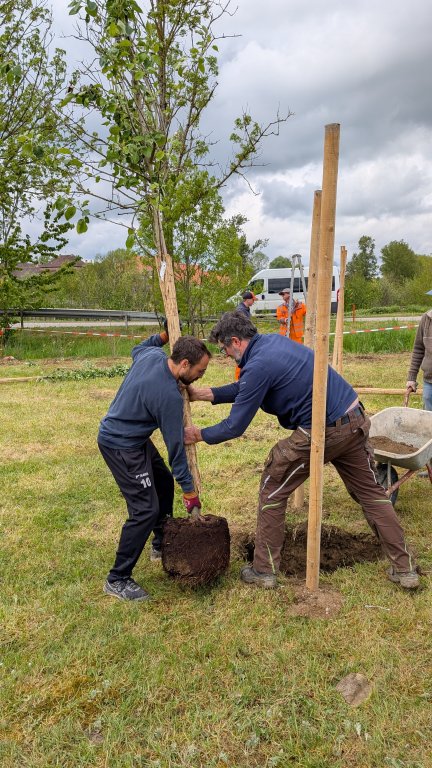 Pflanzaktion STS - Gemeinde - Baum pflanzen - von Martin Koch