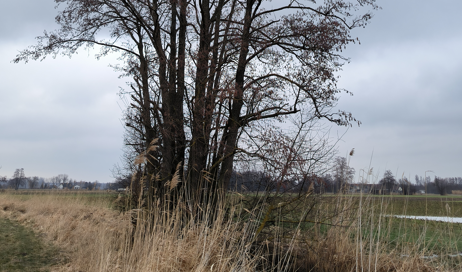 Sträucher schneiden von Lotz LRA 10.09.2025